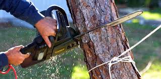Best Hazardous Tree Removal  in Mount Holly, NC