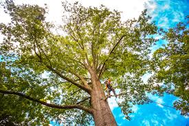 Best Emergency Tree Removal  in Mount Holly, NC