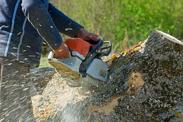 Reliable Mount Holly, NC Tree Removal Solutions